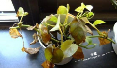 為什么要進(jìn)行甲醛檢測